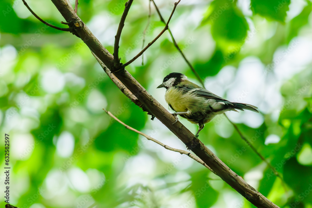 Obraz premium Birds are sitting on a tree