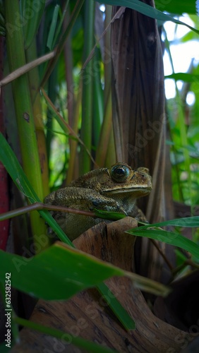 frog on a branch of grass