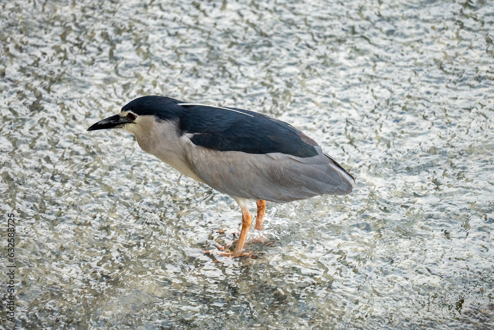 wildlife, birds, night heron, Nycticorax nycticorax wildlife, birds, night heron, Nycticorax nycticorax
