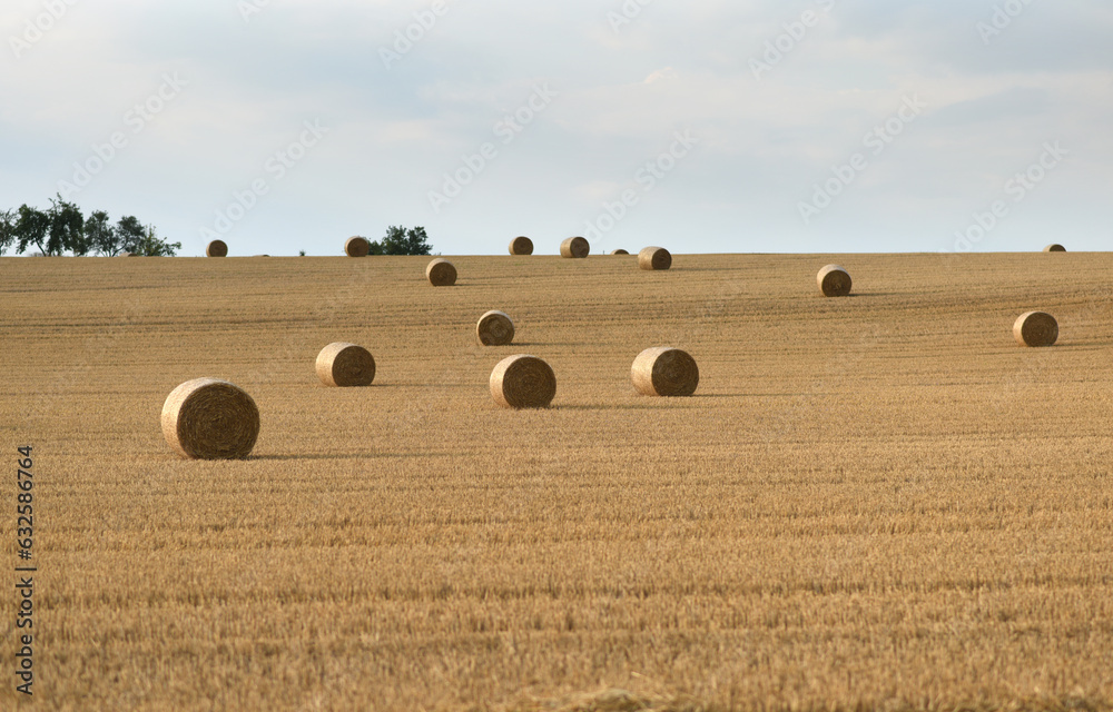 Fototapeta premium The field after harvest with straw bales.