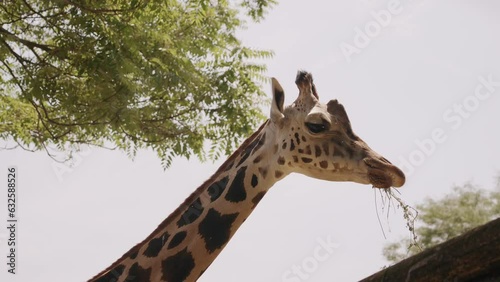 giraffe at zoo