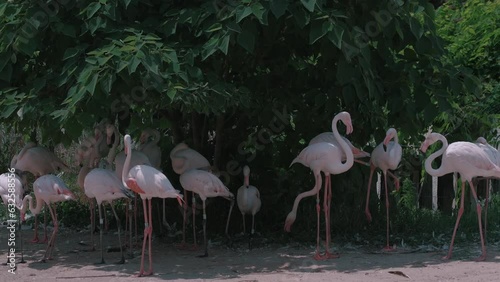 Flamingo birds in natutre