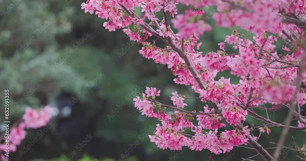 Beautiful pink sakura tree in the park Beautiful pink sakura tree in the park