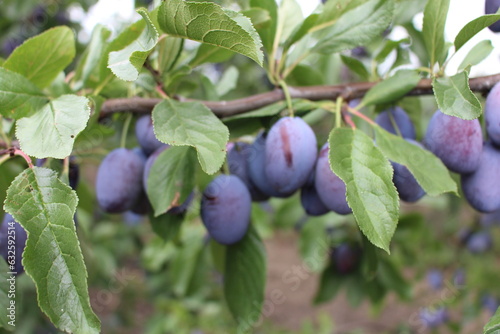 A close up of a plum tree