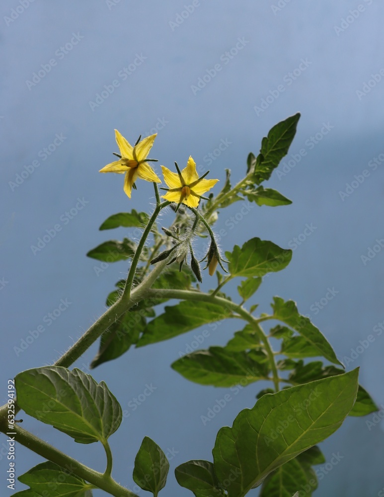 yellow flowers of tomato plant in the garden yellow flowers of tomato plant in the garden