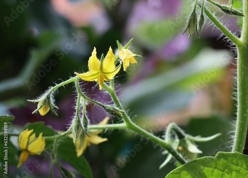 yellow flowers of tomato plant in the garden