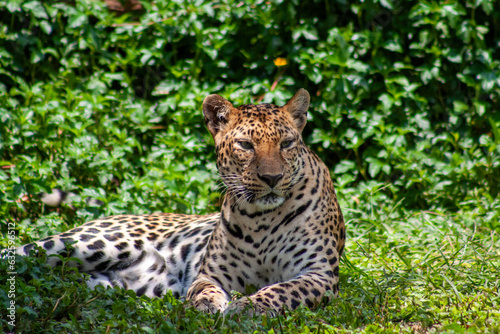 leopard © nonthaimage