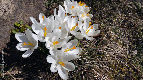 Several crocus flowers in a springtime
