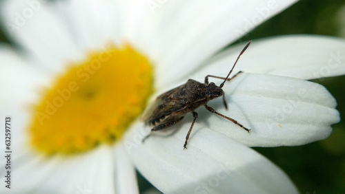 A close up view of a daisy flower blossom with a shield bug on it