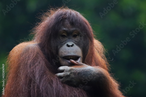 Female orangutan sumatera closeup, Female orangutan look at camera