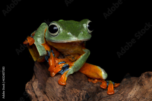 Tree frog on branch, Gliding frog (Rhacophorus reinwardtii) sitting on branch © kuritafsheen