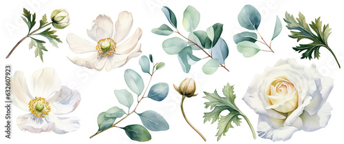 watercolor drawing, set of white flowers and green eucalyptus leaves. flowers and buds of roses, poppies, anemones