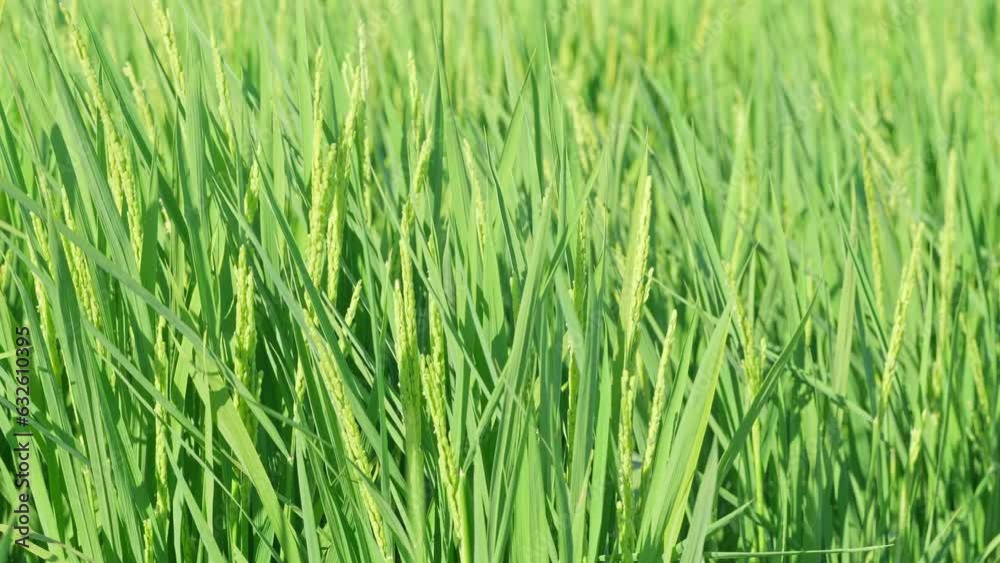 Rice ears bearing fruit, harvest, agriculture, paddy field Rice ears bearing fruit, harvest, agriculture, paddy field