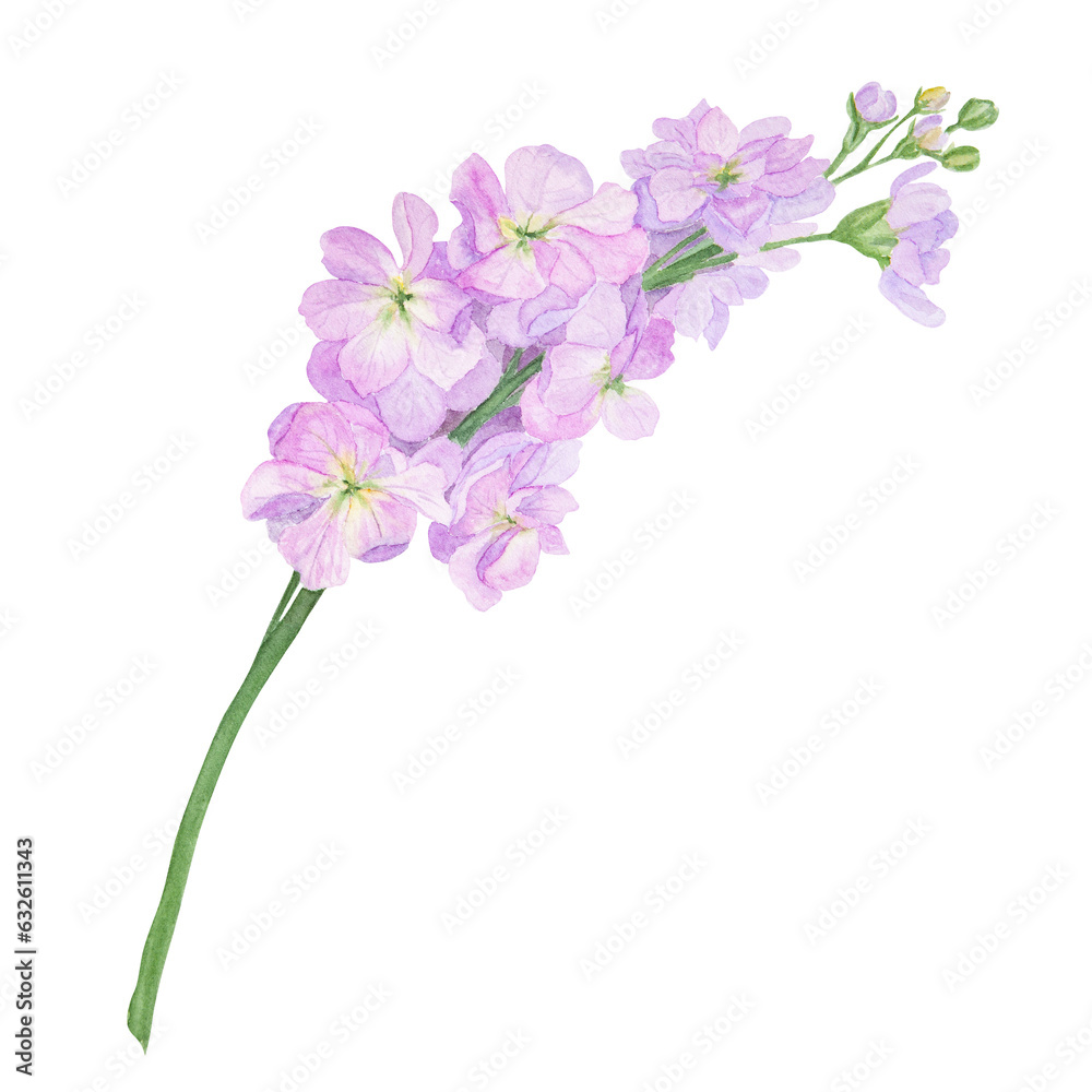 Lilac Gillyflower watercolor illustration. Hand drawn botanical painting, floral sketch. Colorful flower clipart for summer, autumn design of wedding invitation, print, greeting, sublimation, textile