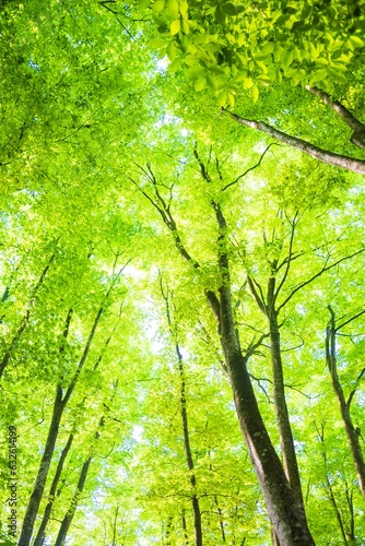 新緑ブナ林