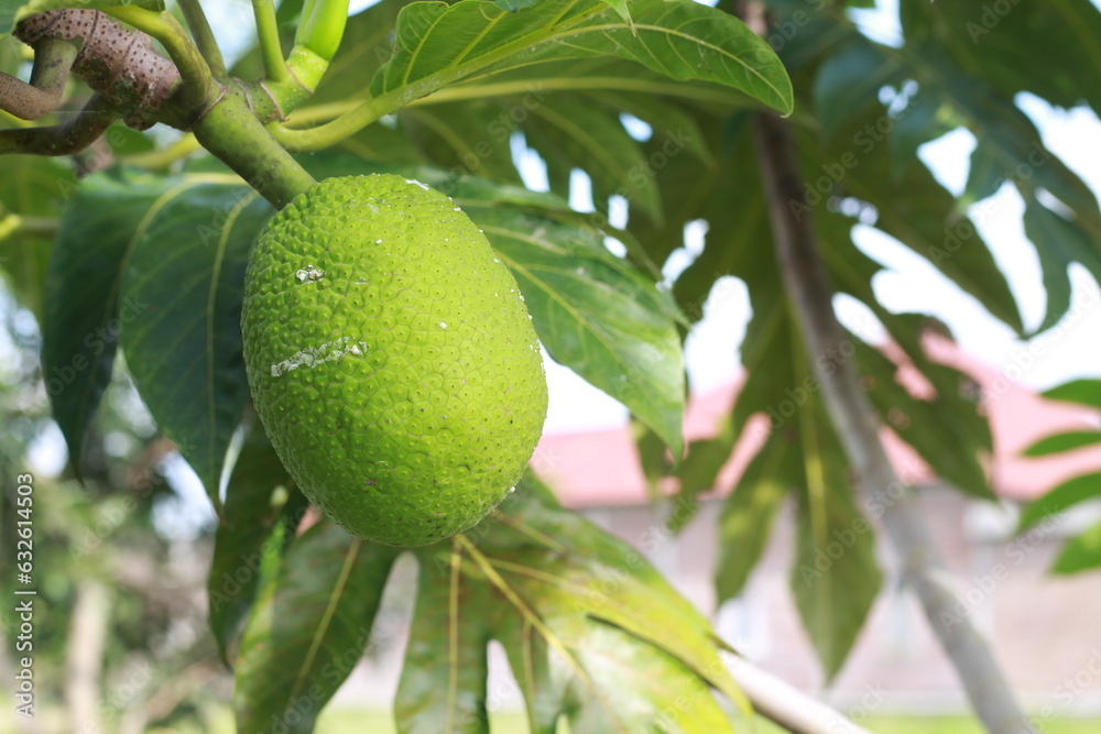 Beautiful sight of a pair of breadfruits hanging on the breadfruit tree. (Artocarpus altilis) Beautiful sight of a pair of breadfruits hanging on the breadfruit tree. (Artocarpus altilis)