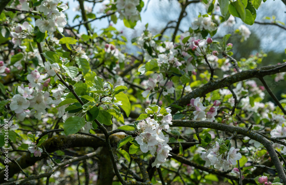tree with white and pink flowers and garden background tree with white and pink flowers and garden background
