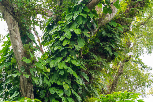 epiphyte plant that grows on trees mainly in tropical zones photo