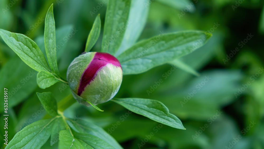 peony bud with green background peony bud with green background