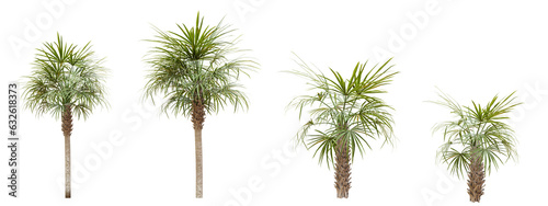 Palm tree isolated on transparent background 3d rendering png