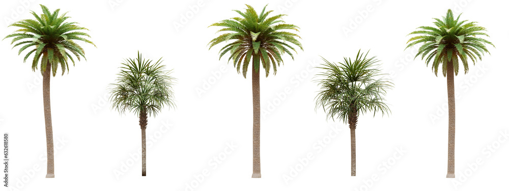 Fototapeta premium Palm tree isolated on transparent background 3d rendering png