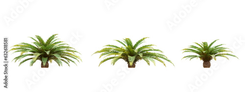 Palm tree isolated on transparent background 3d rendering png
