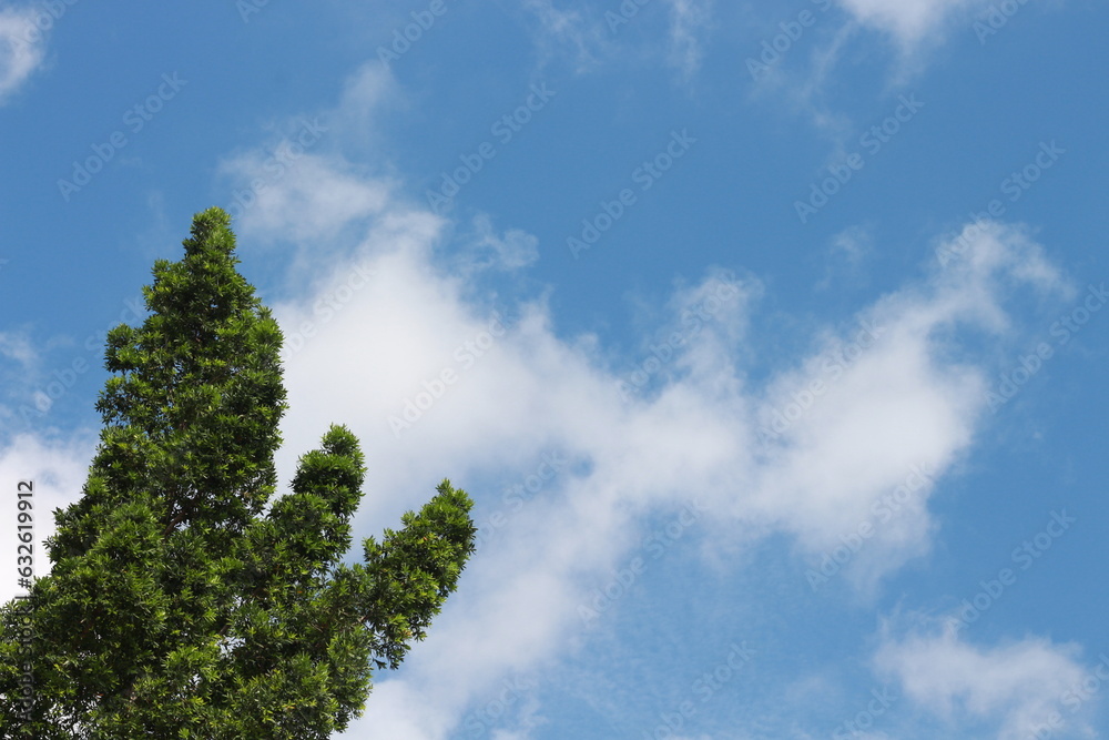 Green leaves against blue sky and white clouds Green leaves against blue sky and white clouds
