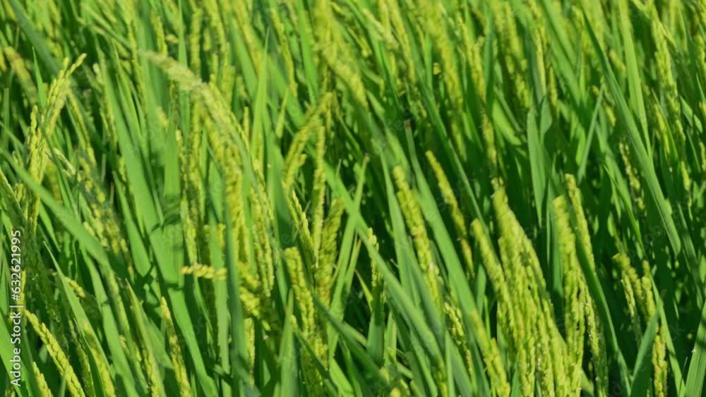 Rice ears bearing fruit, harvest, agriculture, paddy field Rice ears bearing fruit, harvest, agriculture, paddy field