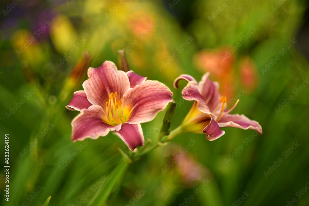 A bright orange lily in the garden. Red lily. Beautiful lily flowers. A bright orange lily in the garden. Red lily. Beautiful lily flowers.