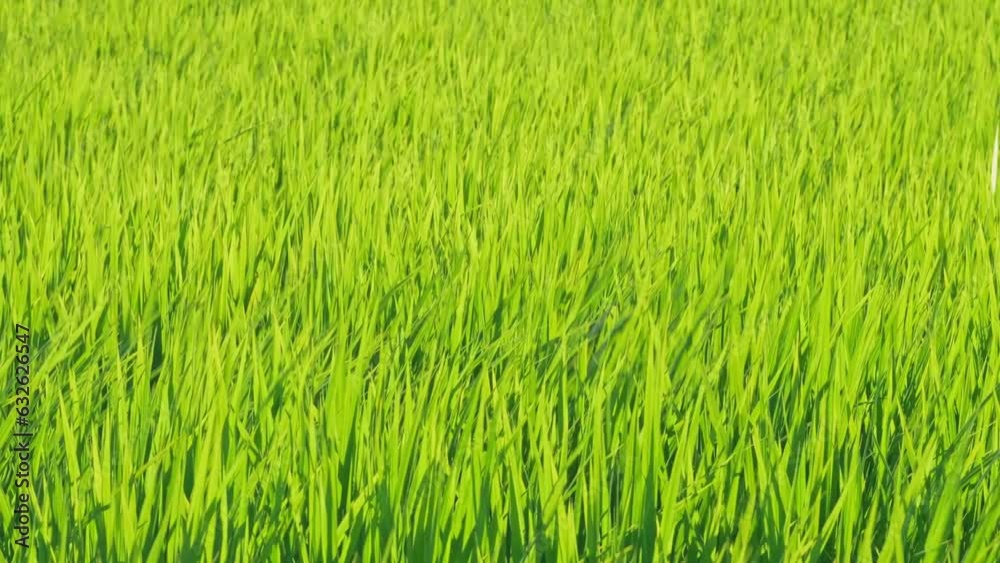 Rice ears bearing fruit, harvest, agriculture, paddy field Rice ears bearing fruit, harvest, agriculture, paddy field
