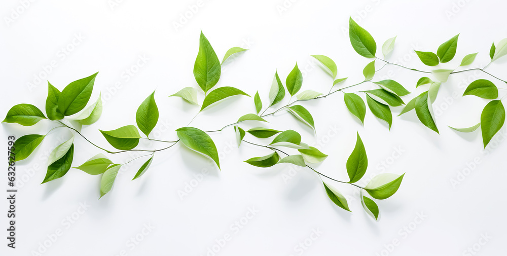 Green leaves on white background as botanical frame flatlay, eco design and spring nature flat lay concept Green leaves on white background as botanical frame flatlay, eco design and spring nature flat lay concept