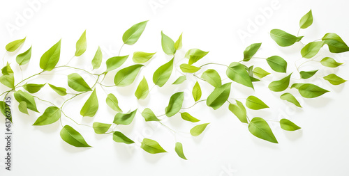 Green leaves on white background as botanical frame flatlay, eco design and spring nature flat lay concept