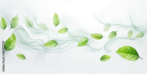 Green leaves on white background as botanical frame flatlay, eco design and spring nature flat lay concept