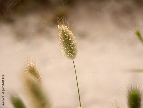 a flower of bunnytail plant in sandy area