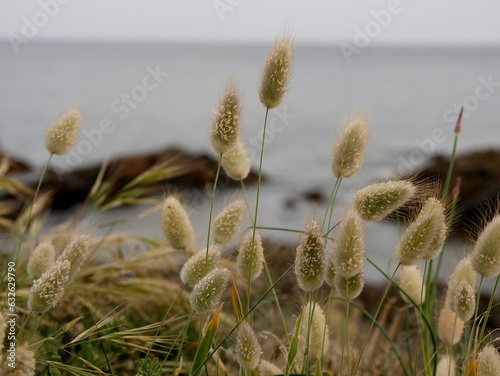 oval flowers of lagurus ovatus or bunnytail plant with the sea in the background