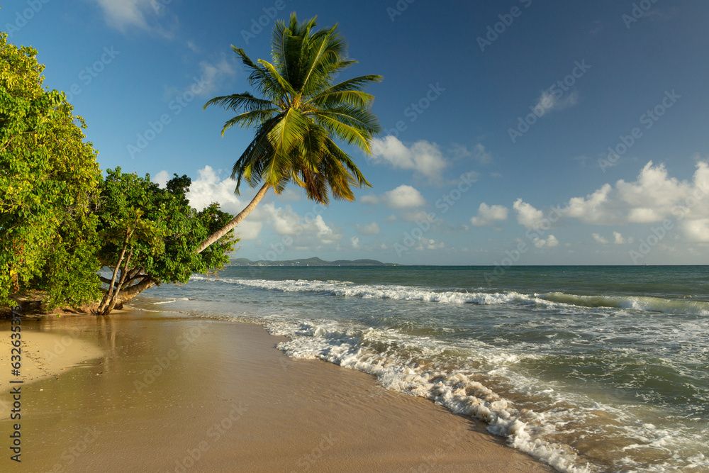 Idyllic beach landscape on Martinique island, Caribbean sea