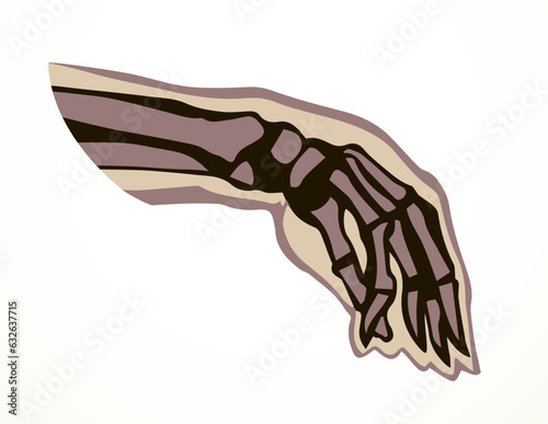 Vector drawing. Bones of the hand