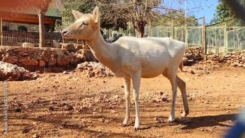 Beautiful yellow antelopes walk in the zoo enclosure