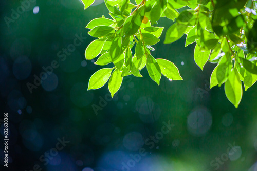 Photograph of leaves without Rim Light on a beautiful bokeh background. Light after rain. Natural background image for design and text. Spring background, green tree leaves on blurred background.