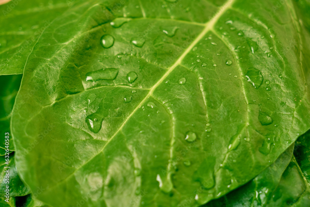 Fresh spinach leaves on a wooden cutting board Fresh spinach leaves on a wooden cutting board