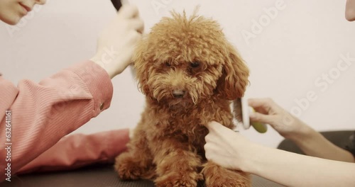 Groomer combs hair of small cute puppy poodle. Professional Pet groomer making cute Poodle dog haircut with scissors. Woman doing hairstyle pet hairdresser, grooming salon. photo