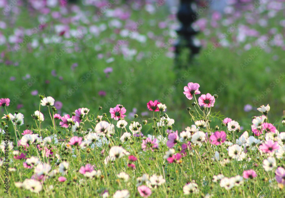 Flowers in Công viên Thống Nhất Park, Vietnam