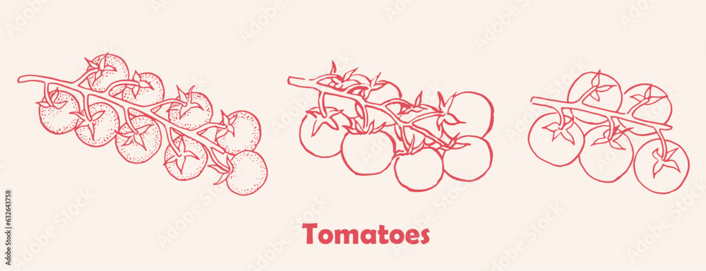 Tomatoes, tomato branch , logo , cherry tomatoes , drawing, package design element, vector illustration, red vegetables , package logo - obrazy, fototapety, plakaty 