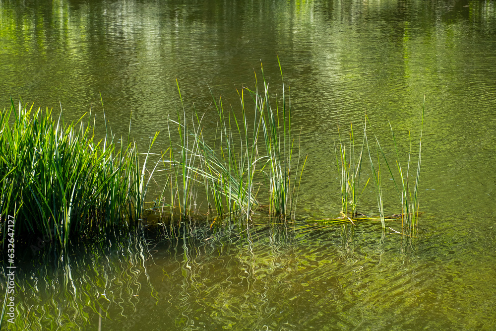 River reeds on the lake. Beautiful calm nature landscape with river reeds, river or lake