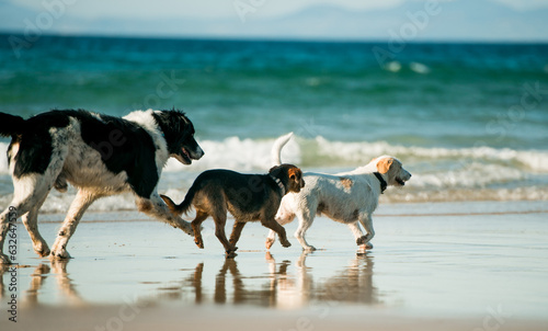 Three dogs walking at sea shore. Cute domestic doggy pets running at ocean coast with waves