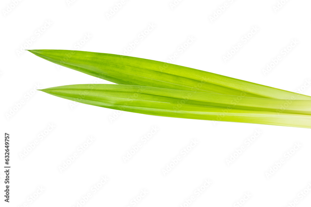 Two leave Pandanus amaryllifolius Roxb isolated on white background Two leave Pandanus amaryllifolius Roxb isolated on white background