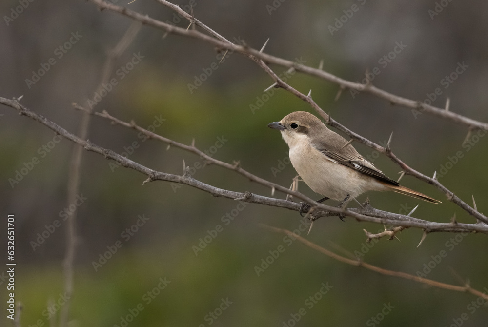 Isaballine shrike perched on twig, Bahrain