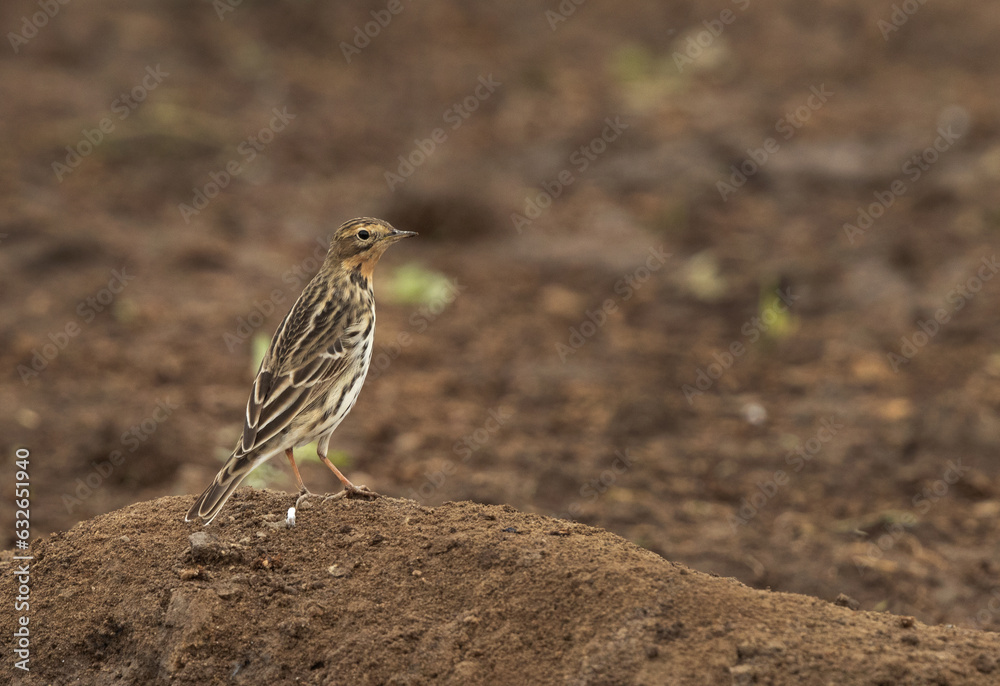 Red throated pipit at Buri farm, Bahrain Red throated pipit at Buri farm, Bahrain