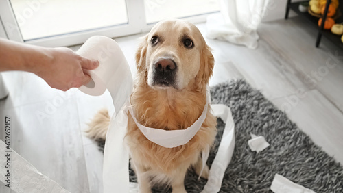 Fotografía Golden retriever dog looking guilty at girl owner after playing with toilet paper in living room