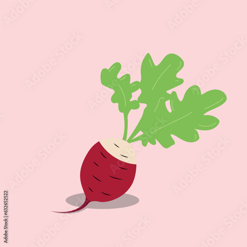 Fresh red radish with leaves, presented as a vector illustration 